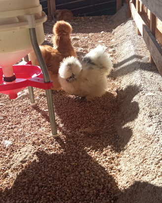 Moroseta silkies