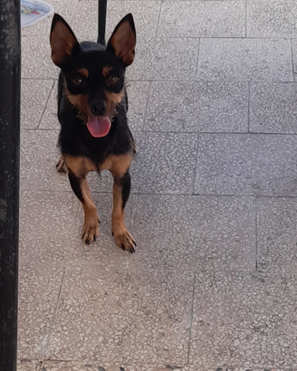 Cane piccola