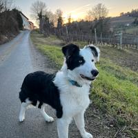 Border collie maschio