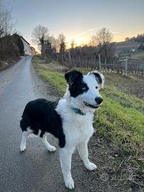 Border collie maschio