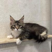 Cuccioli Mainecoon gigante