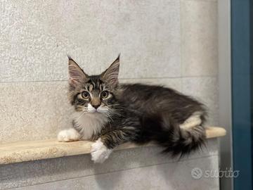 Cuccioli Mainecoon gigante
