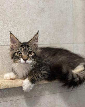 Cuccioli Mainecoon gigante