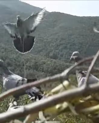 Piccioni Volantini  addesrati