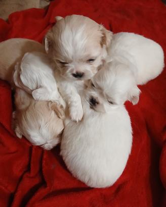 Pechinese cuccioli
