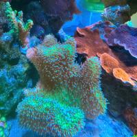 Talea sarcophyton green