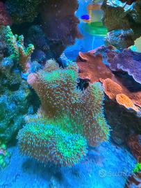 Talea sarcophyton green