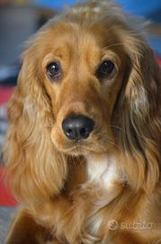 Cocker Spaniel Inglese