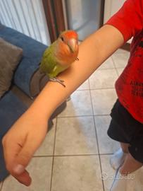 Inseparabile maschio allevato a mano