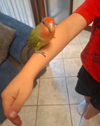 Inseparabile maschio allevato a mano
