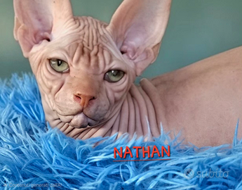 Gatto nudo sphynx