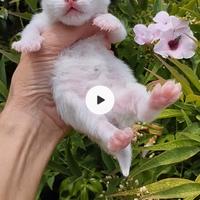 Gattini Razza RAGDOLL conPedigree Ministeriale AGI