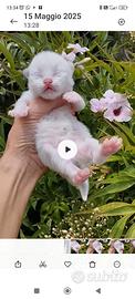 Gattini Razza RAGDOLL conPedigree Ministeriale AGI