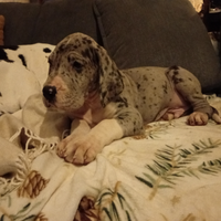 .Cucciolo di Alano