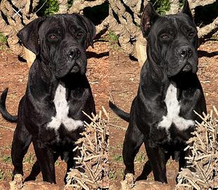 Cane corso