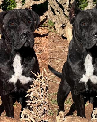 Cane corso