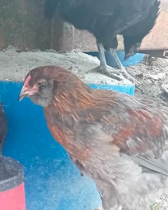 Galli