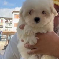 Maltesi super supe toy