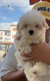 Maltesi super supe toy