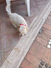 Coppia di Lagotto romagnolo
