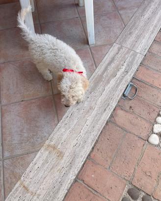 Coppia di Lagotto romagnolo