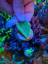 Talea fogliosa grafted