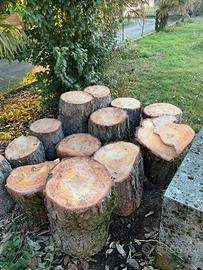 Legna pino marittimo