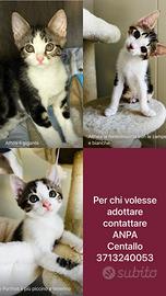 Gattini