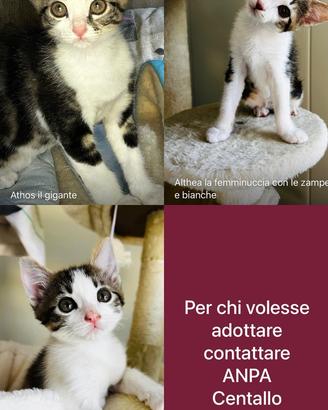 Gattini