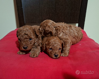 Cuccioli barboncino toy