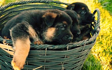 Cuccioli pastore tedesco