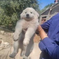Pastore maremmano abruzzese linea marsicano