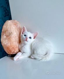 Cuccioli Angora Turco