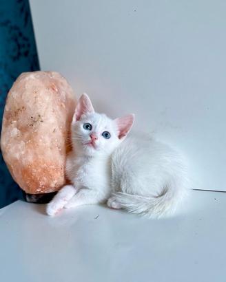 Cuccioli Angora Turco