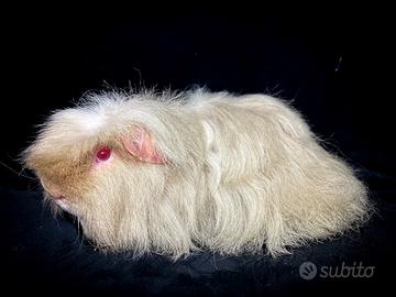 Cavie porcellini d'india di razza