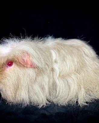 Cavie porcellini d'india di razza