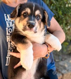 Cucciolo Welsh Corgi Pembroke