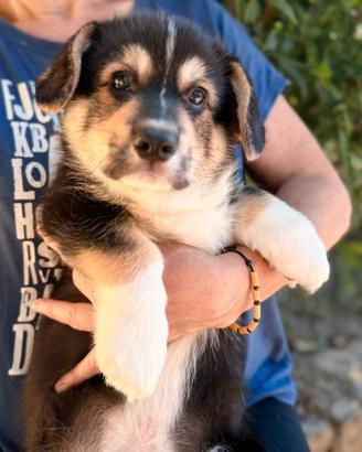 Cucciolo Welsh Corgi Pembroke