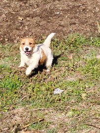 Jack Russell terrier