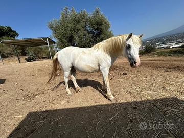 Pony welsh castrone