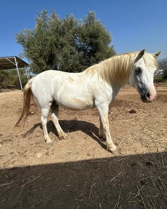 Pony welsh castrone