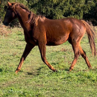 Cavalla purosangue inglese