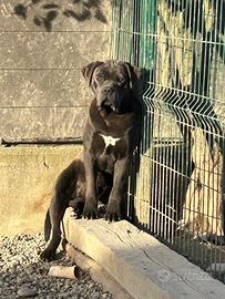 Maschio cane corso con pedigree in adozione