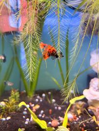 Guppy Dumbo show pinne ampie acquario + omaggio