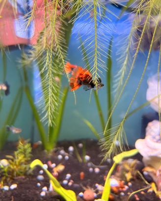 Guppy Dumbo show pinne ampie acquario + omaggio