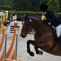 Cavallo sella italiano
