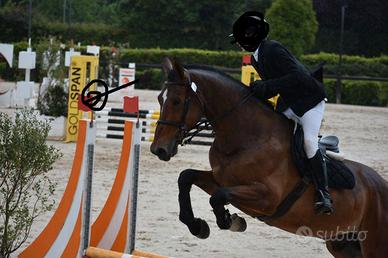 Cavallo sella italiano