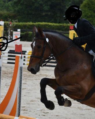 Cavallo sella italiano