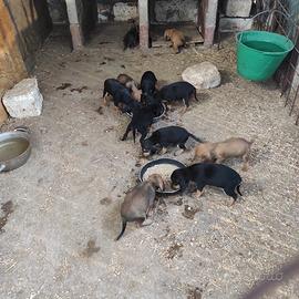 Cuccioli di segugio italiano