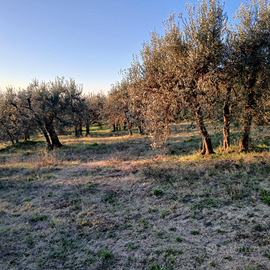 Terreno agricolo con 70 olivi e bosco